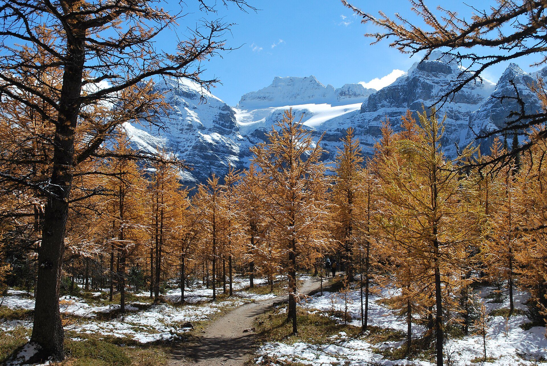 Late-September larches on the ridge from the boardwalk on the summit &mdash; the whole point of coming up in September.